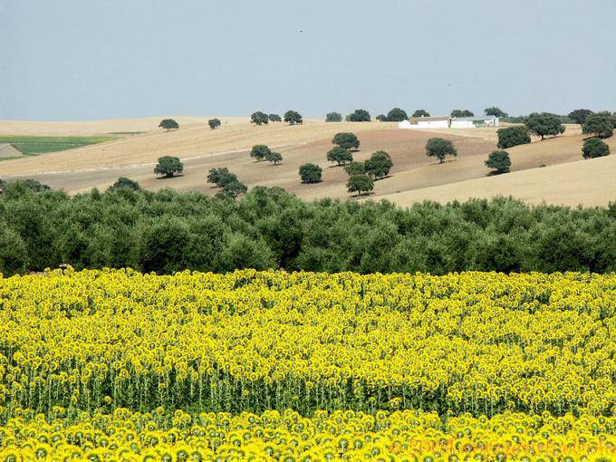 Andalusian landscape, Almodovar Del Rio - Spain