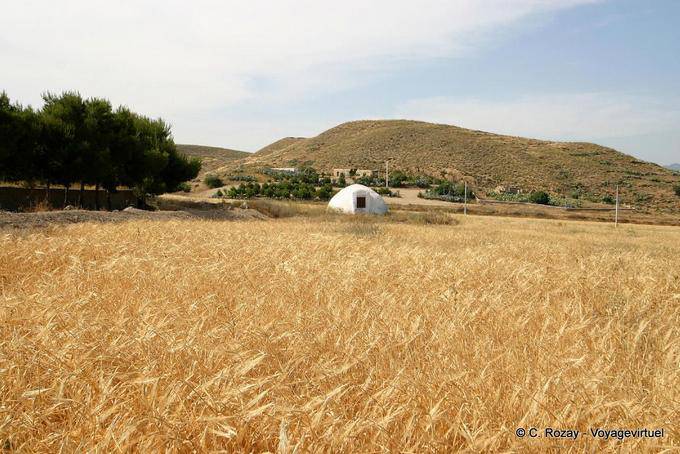 Wheat field, Cabo de Gata - Spain, Andalusia