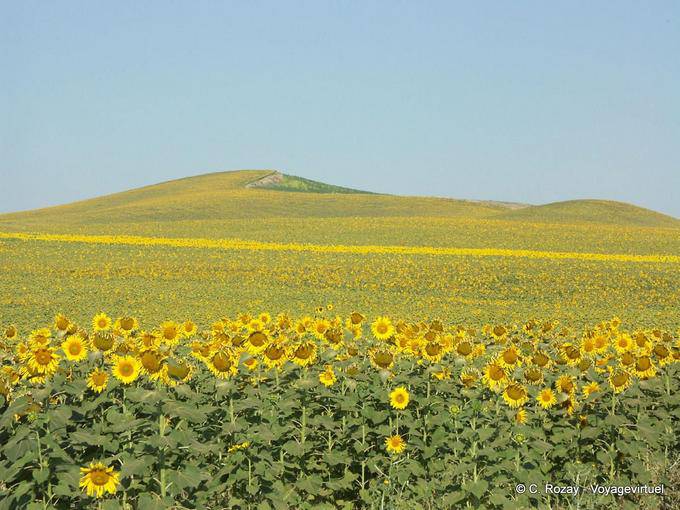 Sunflowers, Carmona - Spain, Andalusia
