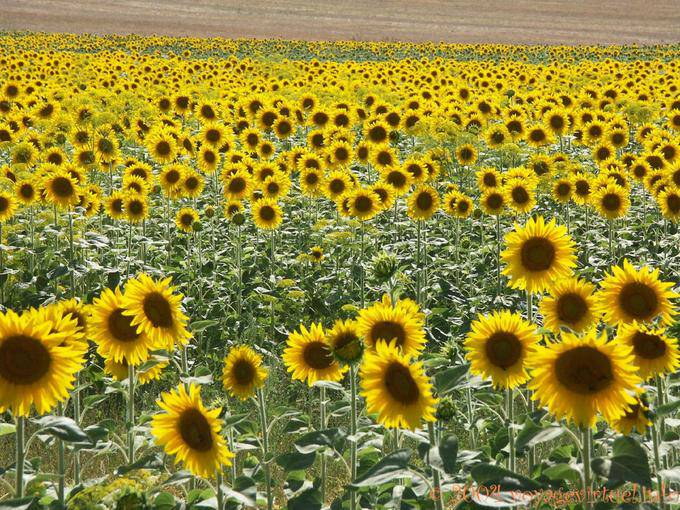 Sunflowers flowers - Spain