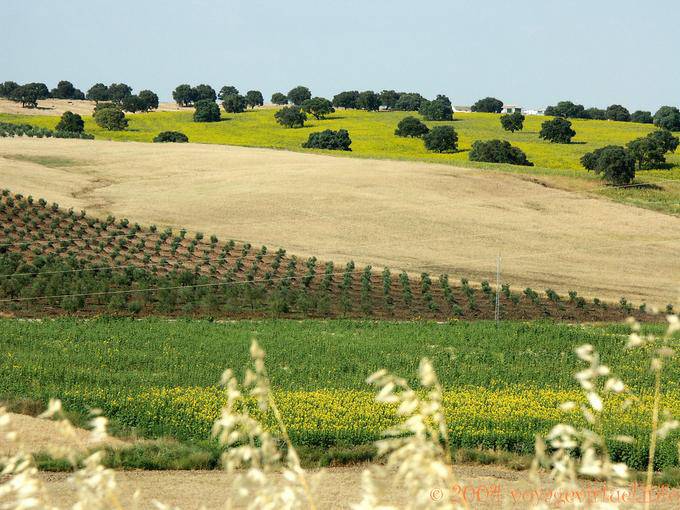 Beauty rustic Grazalema - Spain