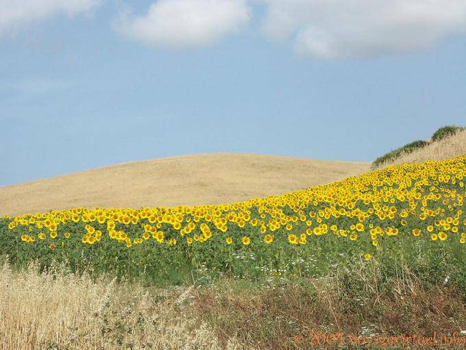 Field of sunflowers, Vejer de la Frontera - Spain