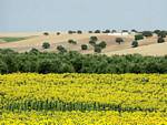Andalusian landscape, Almodovar Del Rio, Spain.