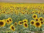 Sunflowers flowers, Spain.