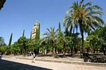 In the garden of the Patio de los Naranjos, Cordoba, Spain.