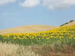 Field of sunflowers, Vejer de la Frontera, Spain.
