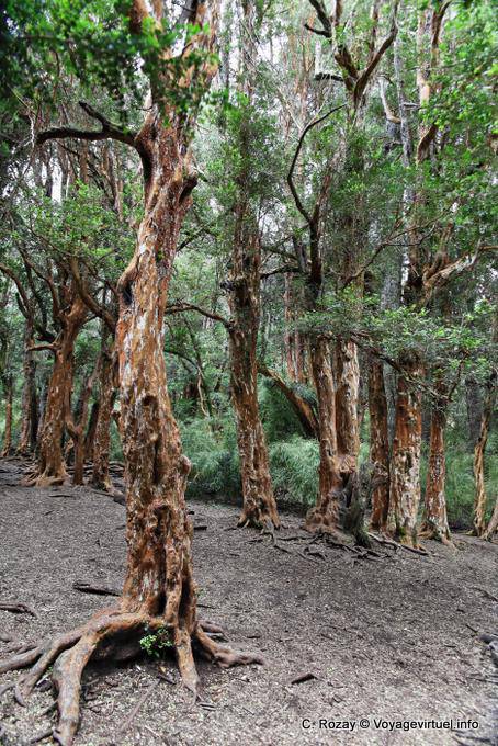 Arrayáns (Luma apiculata) Bariloche - Argentina