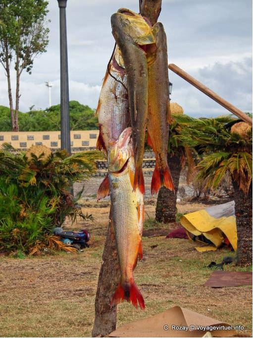 Fishing from airport, Buenos Aires - Argentina