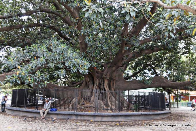 Plaza San Martin of Tours, Buenos Aires - Argentina