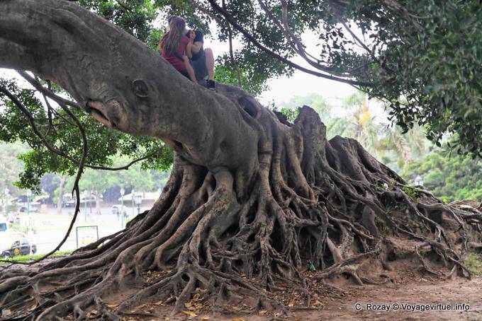 Plaza San Martin of Tours, lovers on the roots, Buenos Aires - Argentina