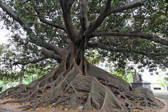 Plaza San Martin of Tours, giant tree, Buenos Aires - Argentina