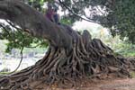 Plaza San Martin of Tours, lovers on the roots, Buenos Aires, Argentina.