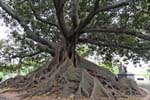 Plaza San Martin of Tours, giant tree, Buenos Aires, Argentina.