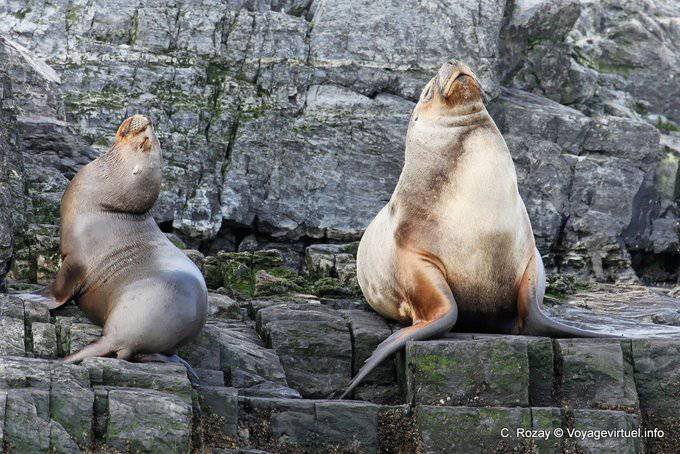 Marine lions (Otaria flavescens), Ushuaia - Argentina