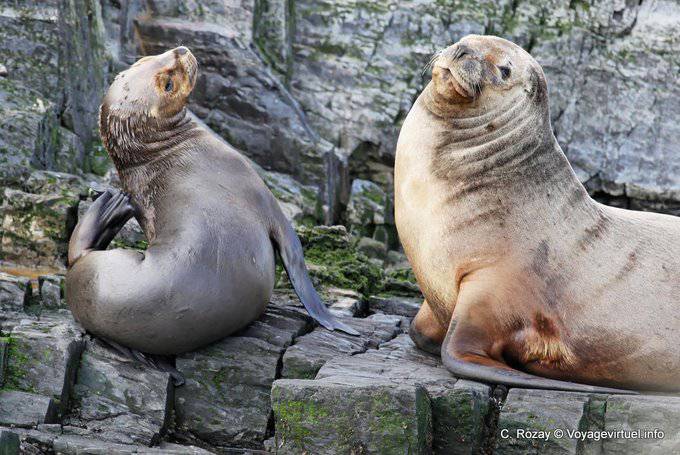 Sea lions in Patagonia, Ushuaia - Argentina