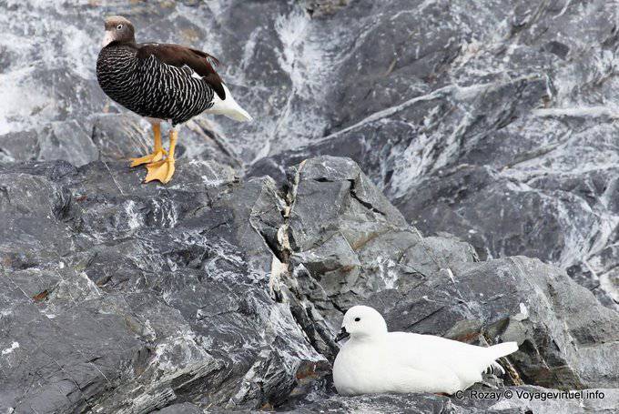 Couple marine geese (Chloephaga hybrida), Ushuaia - Argentina