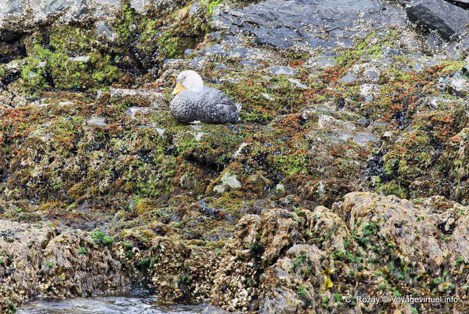 Flying steamer duck (Tachyeres patachonicus), Ushuaia - Argentina