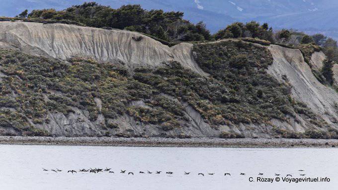 Cormorants flying in front of a cliff, Ushuaia - Argentina