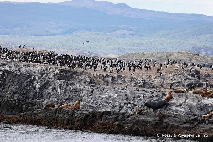 Island inhabited by cormorants and sea lions, Beagle, Ushuaia - Argentina