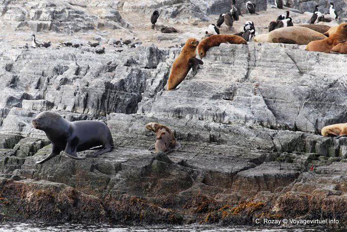 Maned lions, Beagle Channel, Ushuaia - Argentina