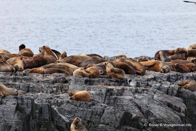 Rest of Patagonian sea lions, Ushuaia - Argentina