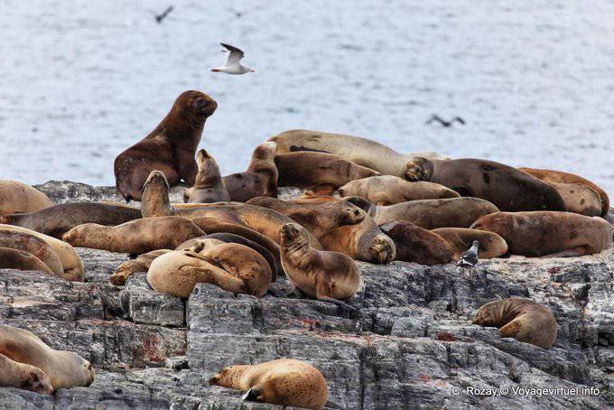 Lions Island sailors on the Beagle Channel, Ushuaia - Argentina