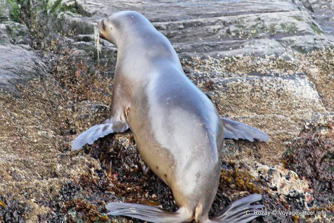 Lobo marino, Ushuaia - Argentina