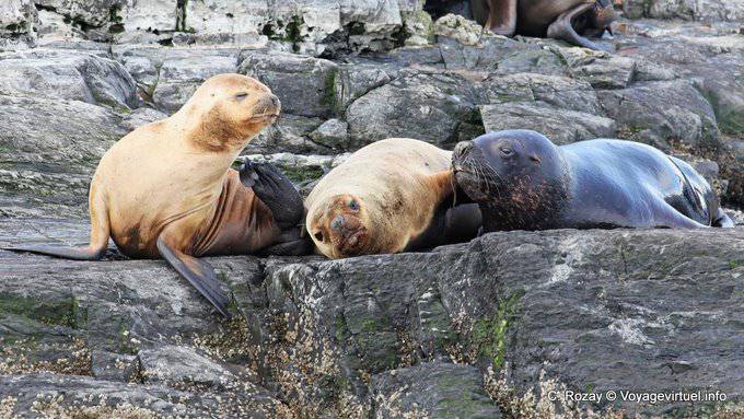 Tierra del Fuego, sea lions mane, Ushuaia - Argentina