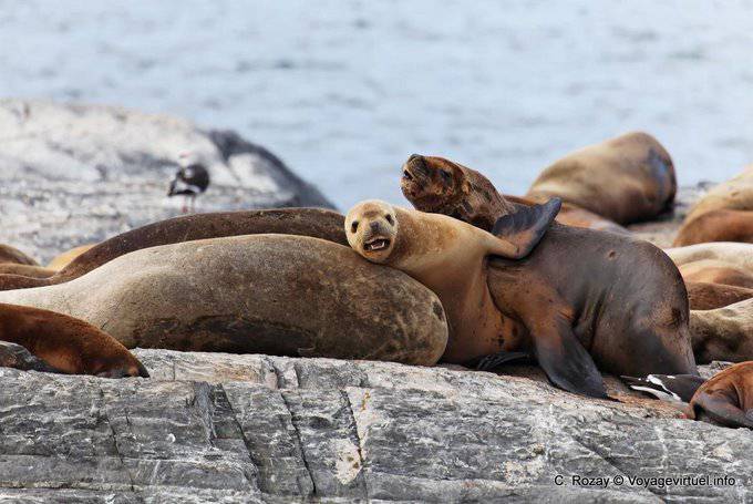 Baby lion marine, Ushuaia - Argentina