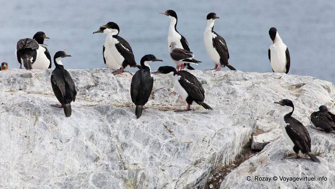 Ushuaia, royal cormorants, Beagle Channel - Argentina