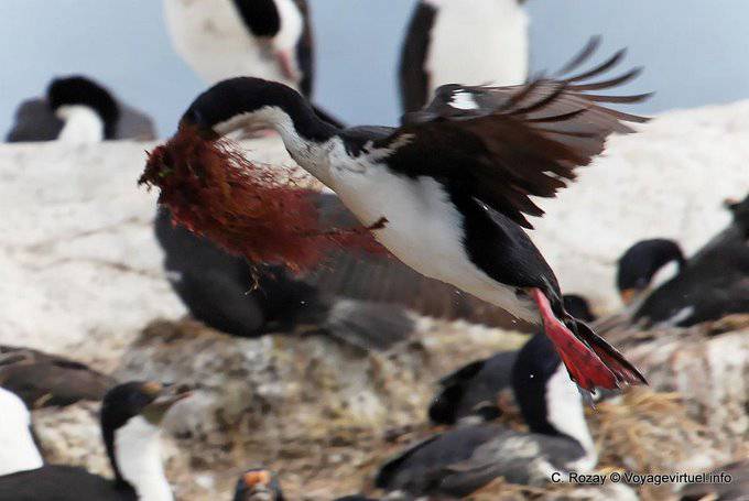 Flight of the White-breasted cormorant, Ushuaia, Beagle Channel - Argentina