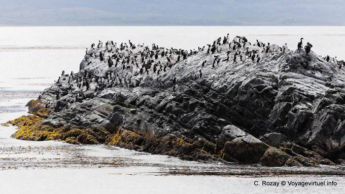 Isle of shags, Ushuaia, Beagle Channel - Argentina