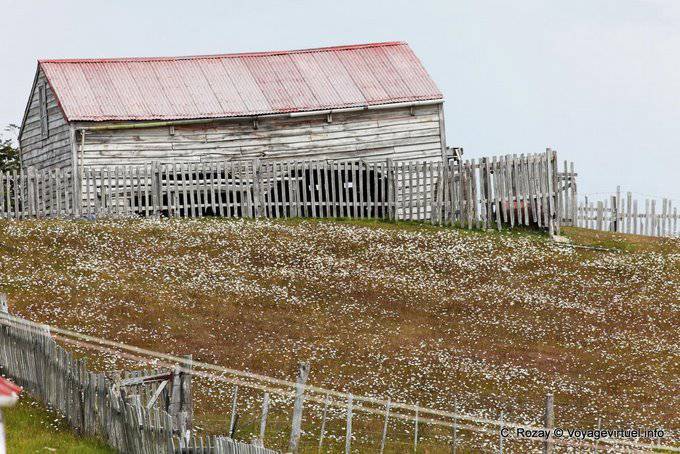 Flowery field, Estancia Harberton, Ushuaia - Argentina