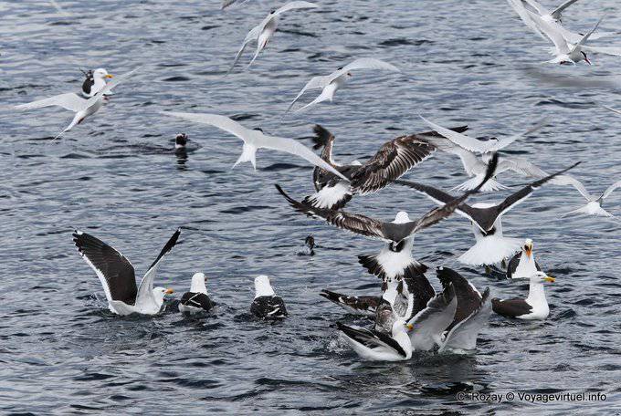 Flock of hungry birds on a sardine shoal, Beagle Channel - Argentina