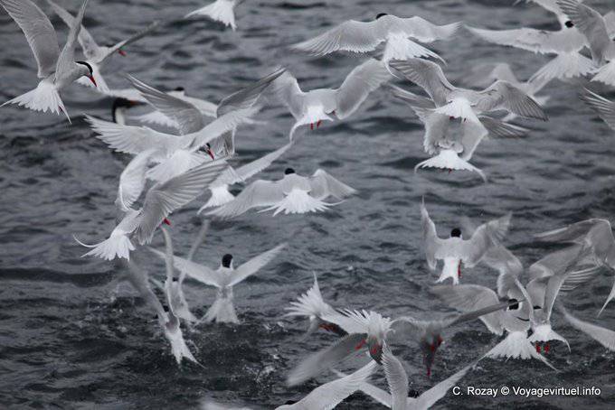 Flight terns hirundinacées a sardine shoal, Ushuaia, Beagle Channel - Argentina