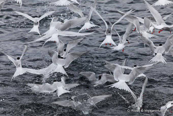 Ushuaia, another view of the birds on a sardine shoal, Beagle Channel - Argentina