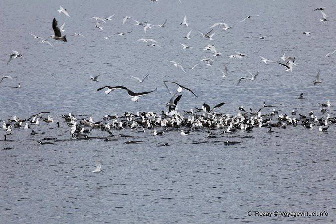 Successful fishing bird eating a sardine shoal, Ushuaia, Beagle Channel - Argentina