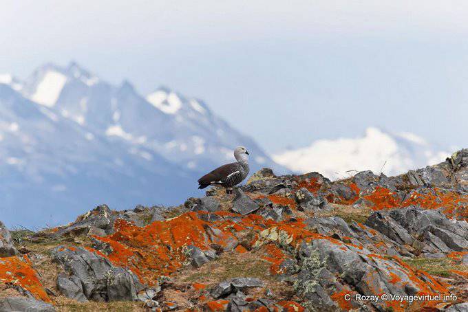 Ushuaia, Upland Goose, Beagle Channel - Argentina