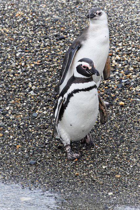 Two Magellanic penguins, Beagle Channel, Ushuaia - Argentina