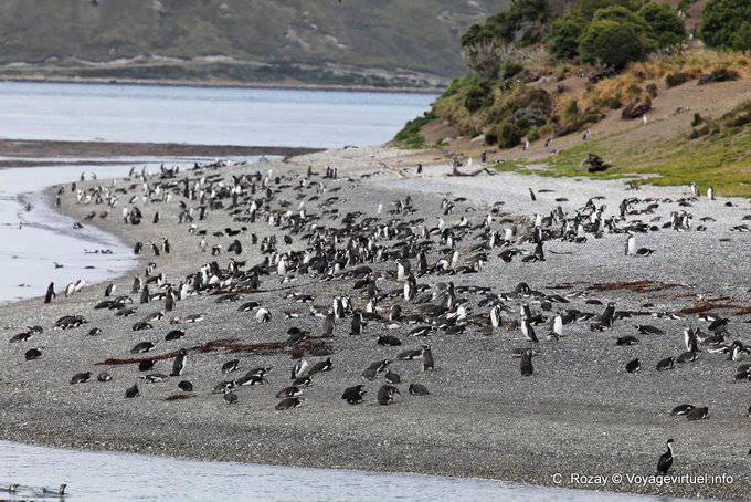 Colony of penguins, penguins, Beagle Channel, Ushuaia - Argentina