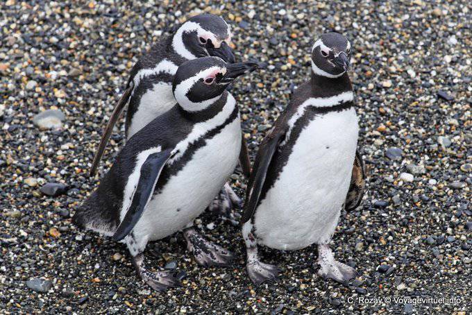 Trio Spheniscus magellanicus, Beagle Channel, Ushuaia - Argentina