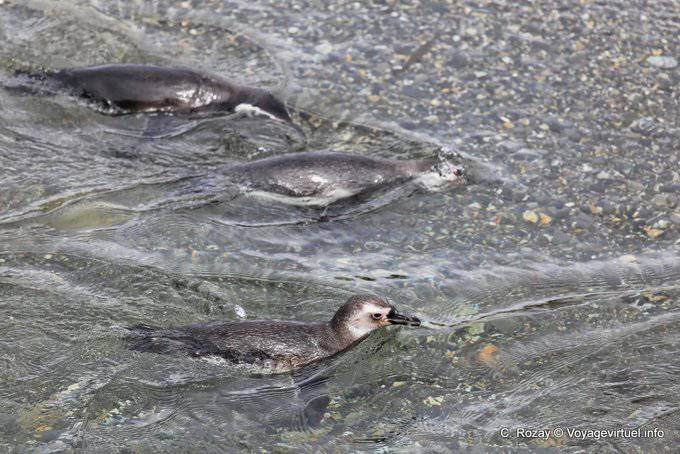 Swimming penguins, penguins, Beagle Channel, Ushuaia - Argentina
