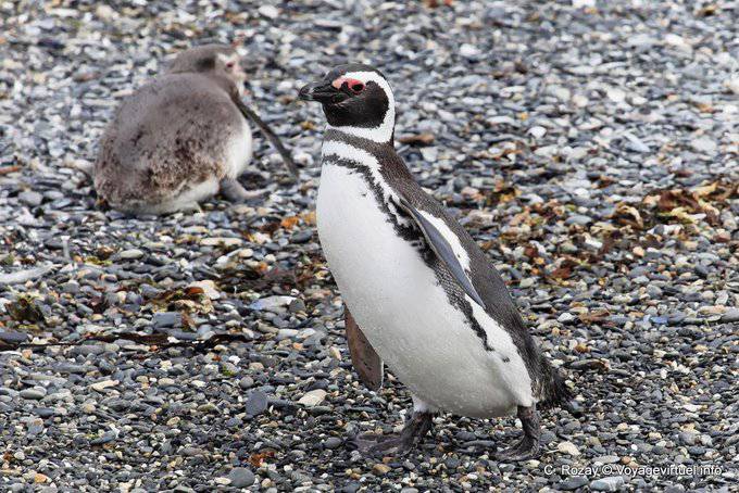 Waddling penguins, Beagle Channel, Ushuaia - Argentina