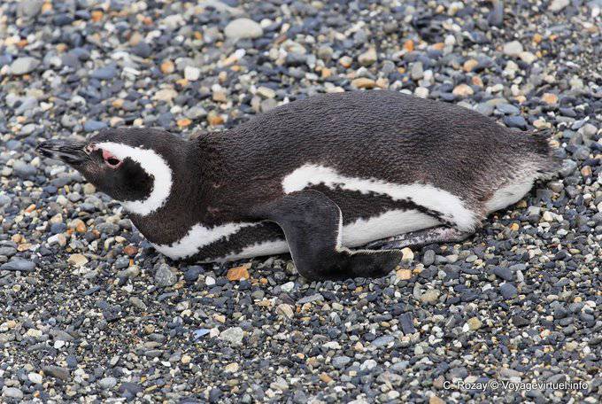 Penguins at rest, Beagle Channel, Ushuaia - Argentina