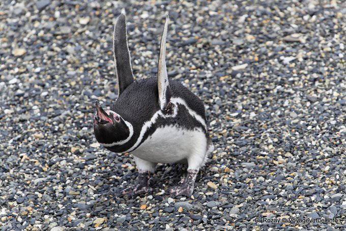 Penguin anger, Beagle Channel, Ushuaia - Argentina