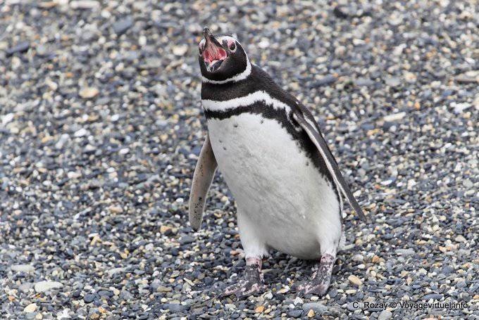 Bec open penguin, Beagle Channel, Ushuaia - Argentina