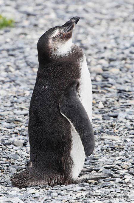 Dodo head high, penguin, Beagle Channel, Ushuaia - Argentina