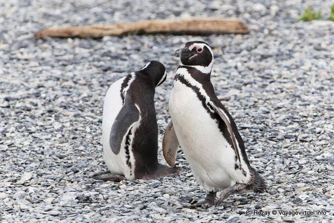 Penguins walk Magellan, Beagle Channel, Ushuaia - Argentina