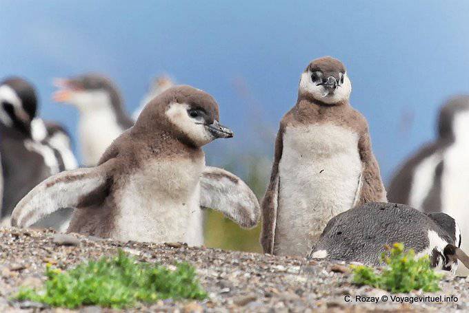 Young penguins, Beagle Channel, Ushuaia - Argentina