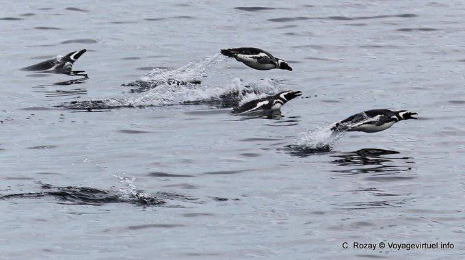 Ushuaia, flight Penguins, Beagle Channel - Argentina
